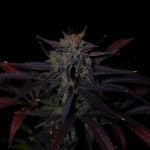 Instagram Banana Guava Auto™
