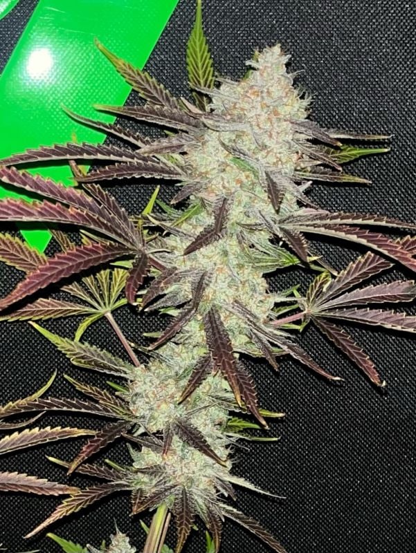 AUTO | Mendo Frost Auto™