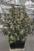 Instagram Banana Purple Punch Auto
