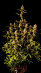 Instagram Gorilla Z Auto