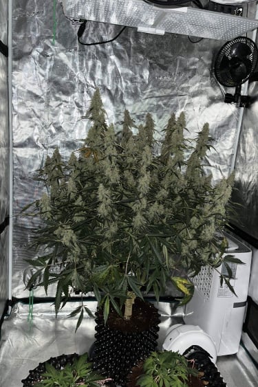Instagram Jack Herer Auto