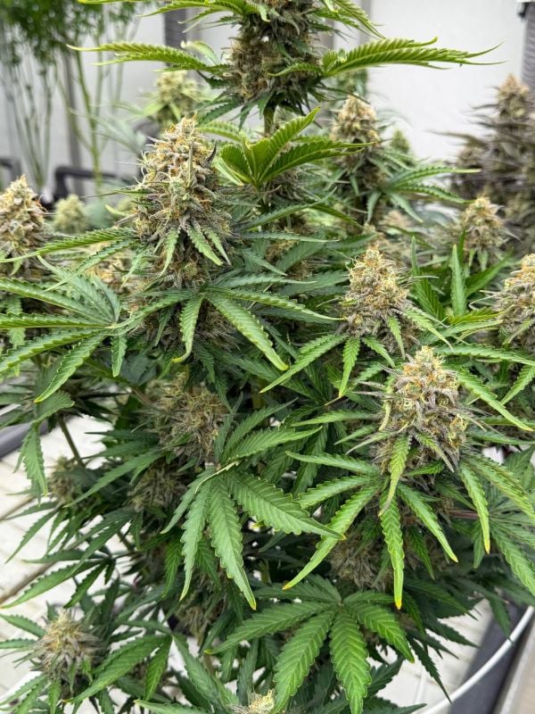 Instagram Moby Dick Auto