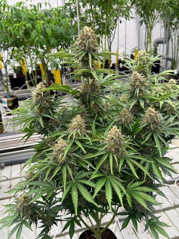 Instagram Moby Dick Auto