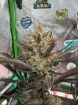 Instagram Guava Auto RF3™