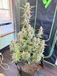 Instagram Gorilla Cookies Auto