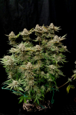 Instagram Tropicana Cookies FF