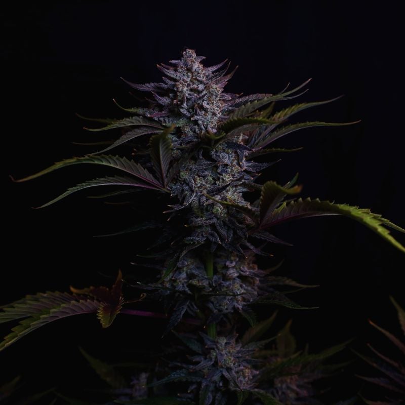 AUTO | Mendo Guava Auto™