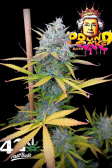 Instagram Pound Cake Auto™