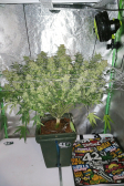 Instagram Sour Jealousy Auto™