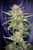 Instagram Gorilla Z Auto