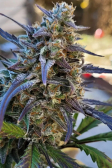 Instagram Gorilla Z Auto