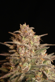 Instagram Strawberry Gorilla Auto