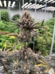 Instagram Banana Purple Punch Auto RF3™