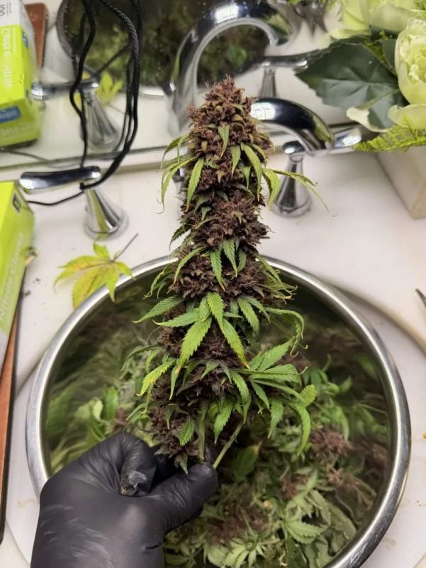 Instagram Purple Lemonade Auto RF3
