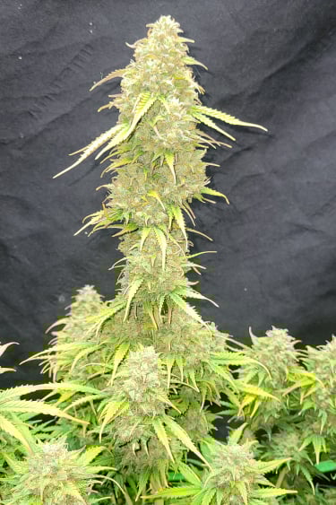 Instagram Moby Dick Auto