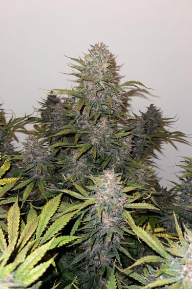 Instagram LSD25 Auto