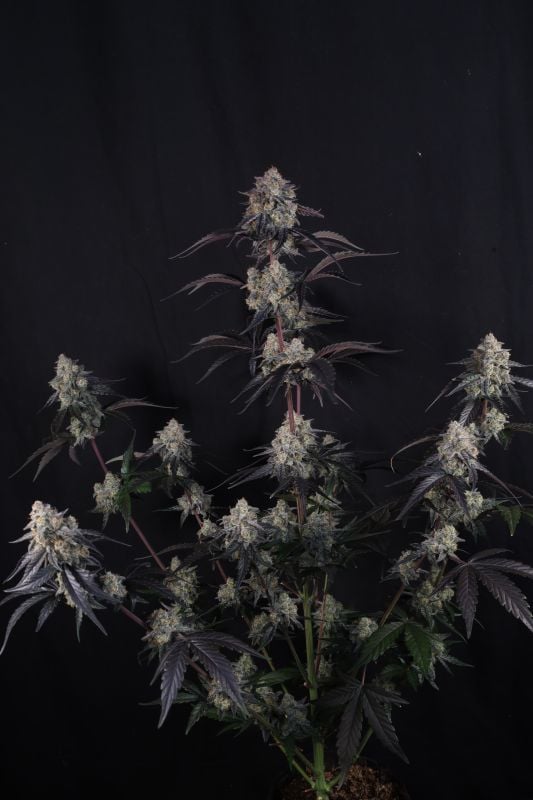 Instagram Lemon Cherry Sundae Auto