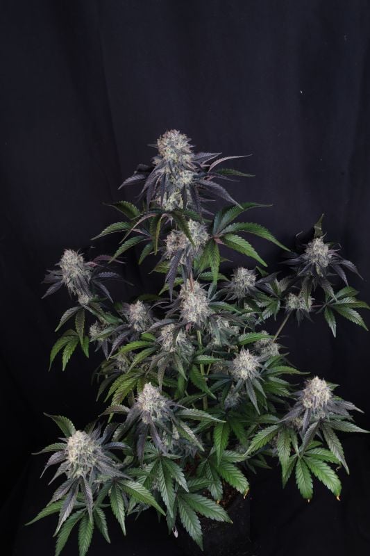 Instagram Sundae Frost Auto