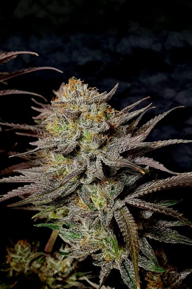 Instagram Gorilla Cookies FF