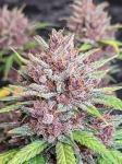 Instagram Purple Lemonade Auto