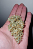 Instagram Gelato Auto