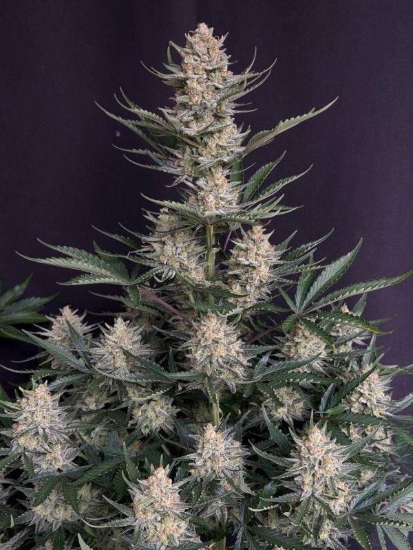 Instagram BubbleGum Auto