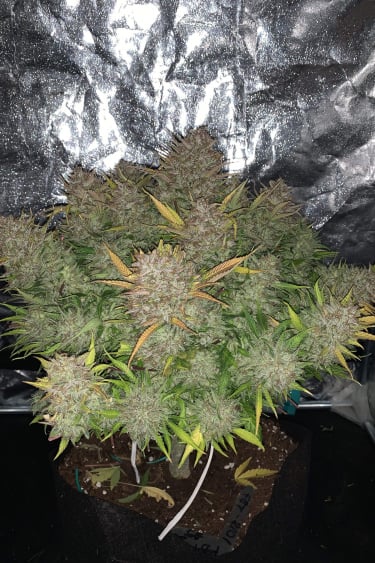 Instagram Bruce Banner Auto