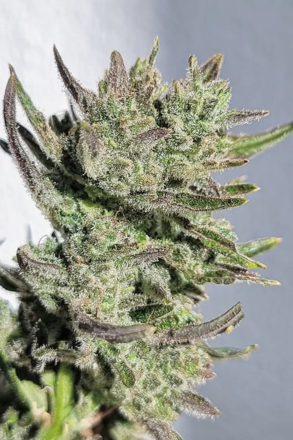 Buy Strawberry Gorilla Auto Cannabis Seeds | Fast Buds