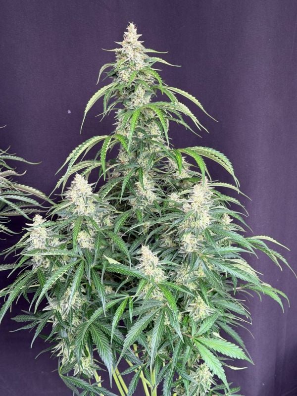Instagram Northern Lights Auto