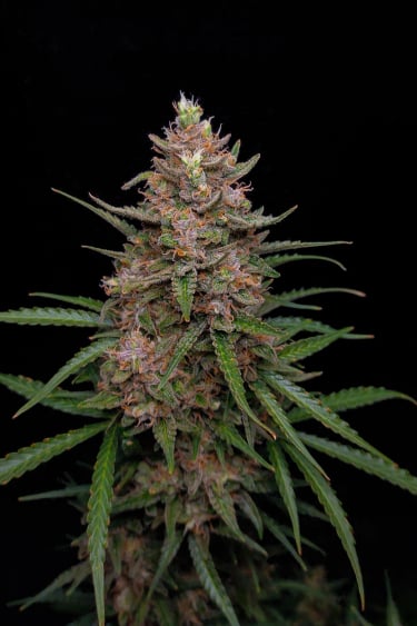 Instagram Sour Jealousy Auto