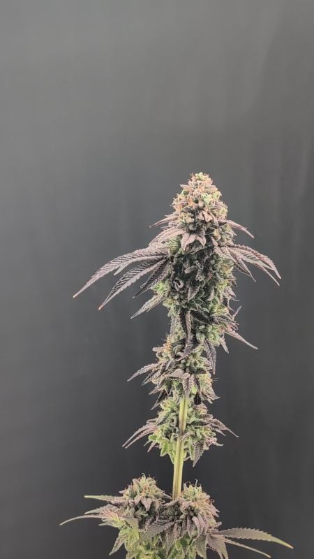 Z42 @david Fast Buds17