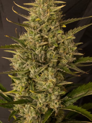 Instagram Orange Sherbet Auto