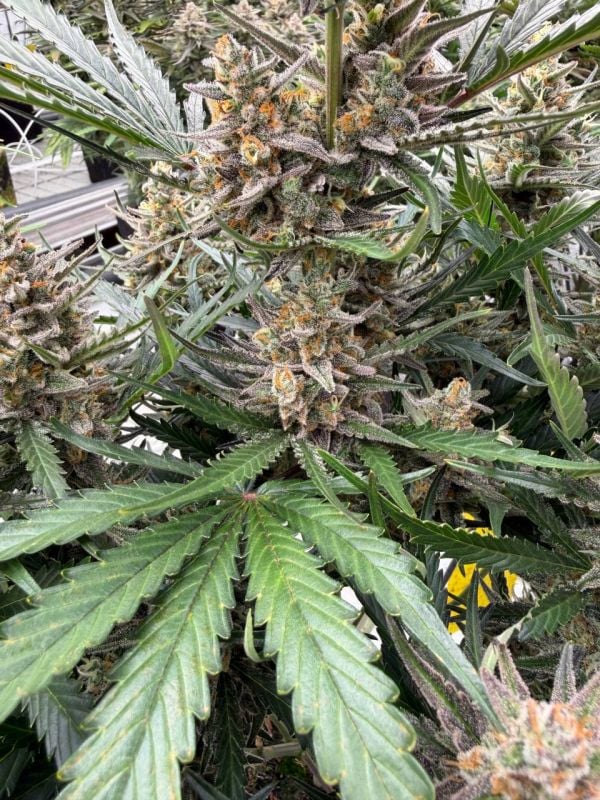 Instagram Big Bud Auto