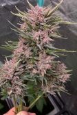 Instagram Banana Purple Punch Auto