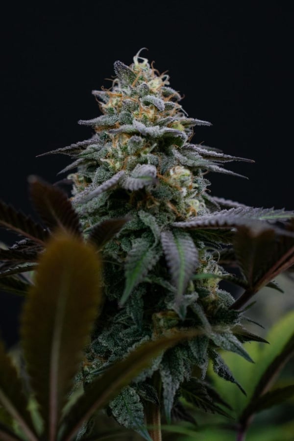 Instagram Lemon Cherry Runtz