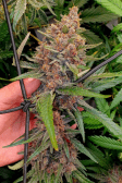 Instagram Strawberry Gorilla Auto