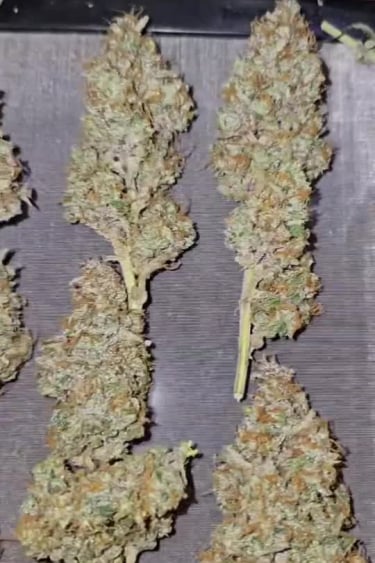 Papaya Cookies Auto™