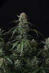 Instagram Banana Cherry Cookies Auto™