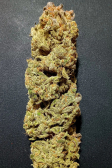 Instagram Sour Jealousy Auto™