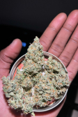 Instagram Big Bud Auto