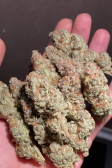 Instagram GG4 Sherbet FF