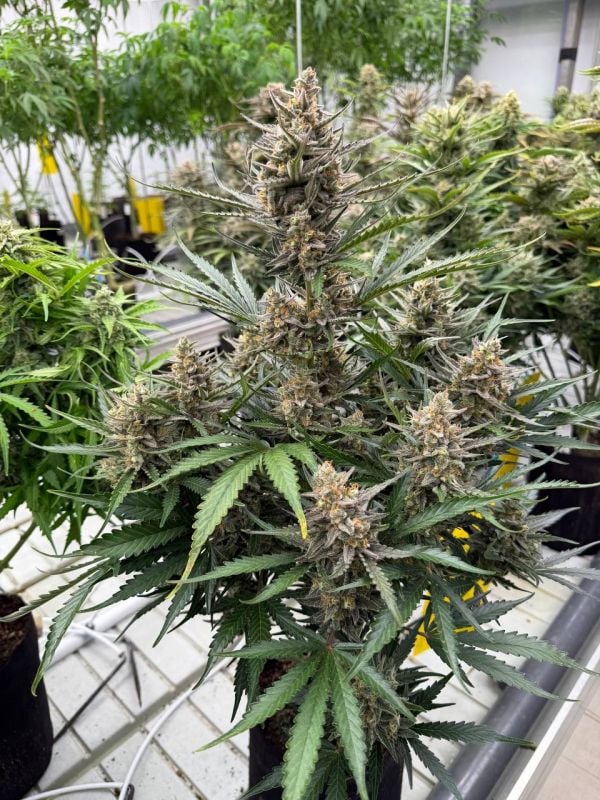 Instagram Big Bud Auto