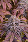 Instagram Papaya Sherbet™