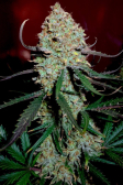 Instagram Gelato Auto