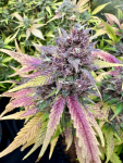 Instagram Gorilla Z Auto