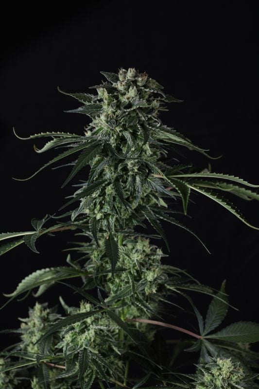 Instagram Banana Guava Auto