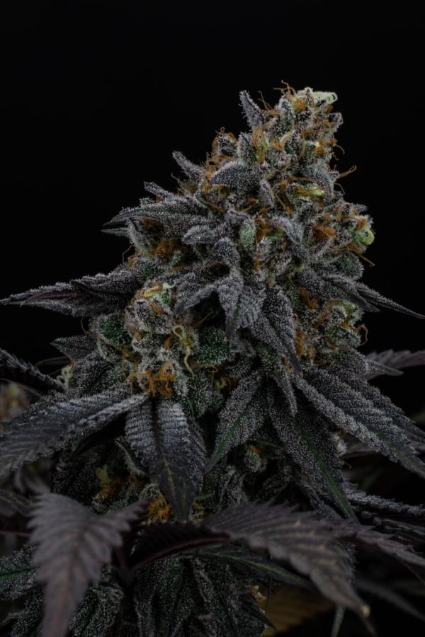 Instagram Lemon Cherry Runtz