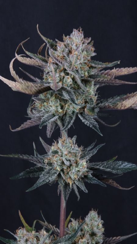 Instagram Guava Runtz Auto