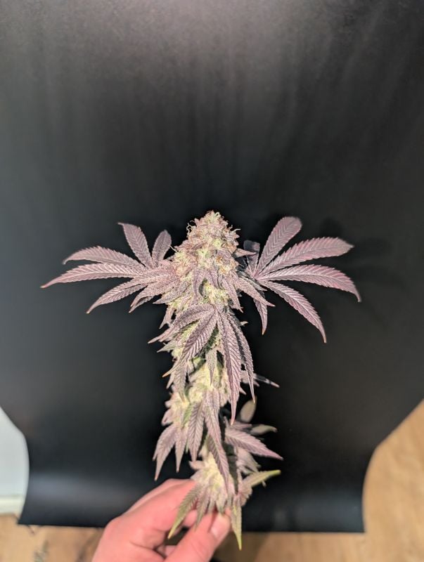 Instagram Garlic Mint Sherbet