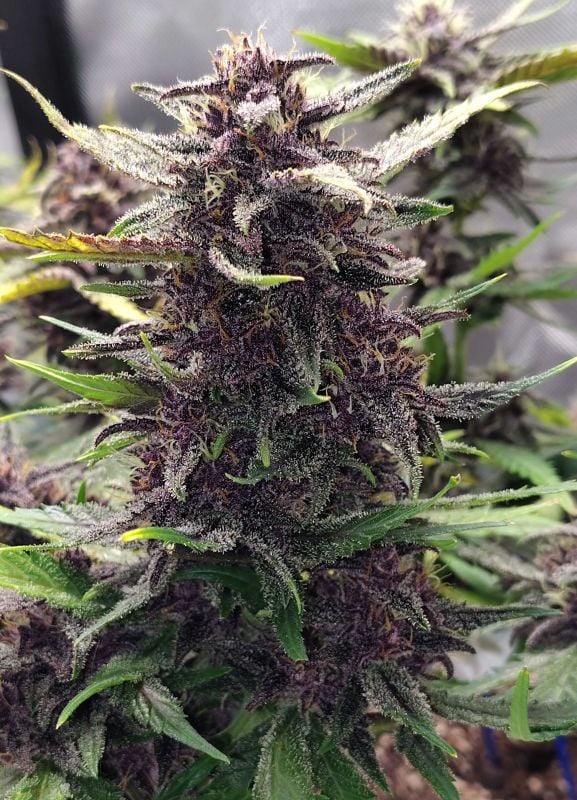 Instagram Purple Haze Auto